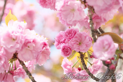 3A8A0080.jpg