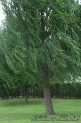 3A8A0179.jpg
