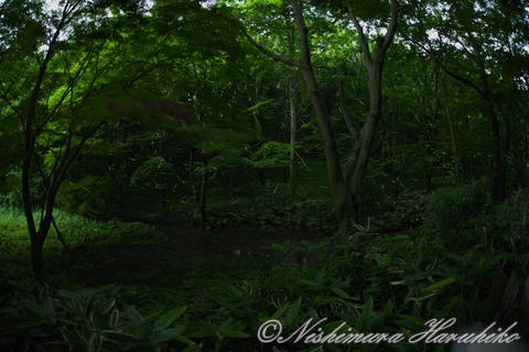 3A8A1345a.jpg