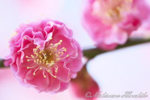 3A8A2087.jpg