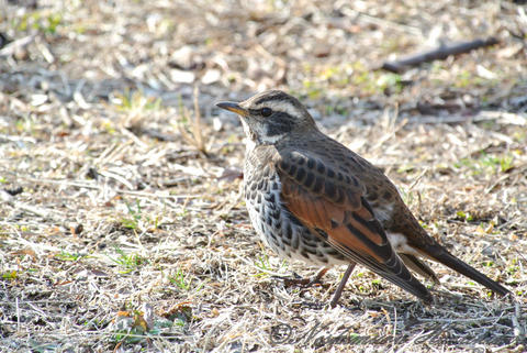 DSC_3056.jpg