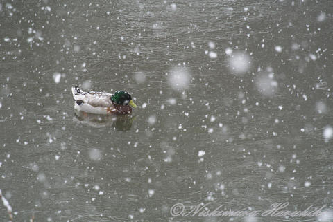 DSC_6223.jpg