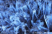 IMG_0387a.jpg
