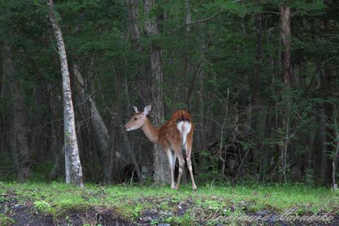 IMG_0390.jpg