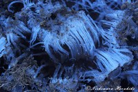 IMG_0392a.jpg