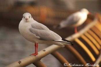 IMG_0916.jpg