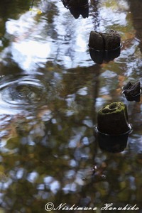 IMG_1154.jpg