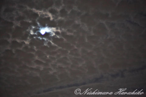 IMG_1652.jpg
