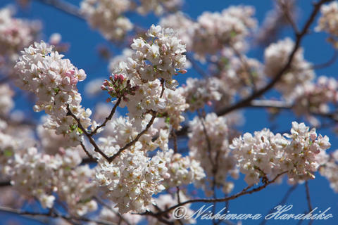 IMG_1868.jpg