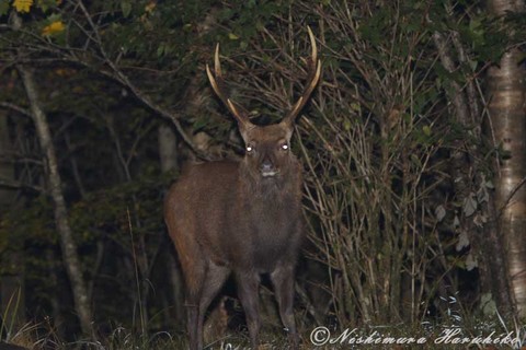 IMG_2793.jpg