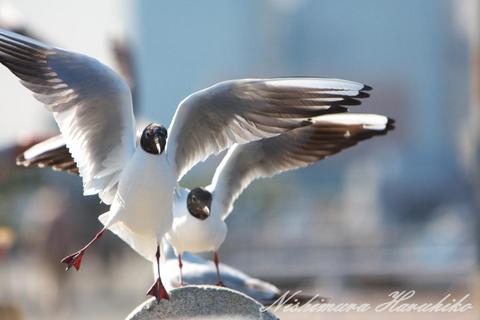 IMG_3457.jpg