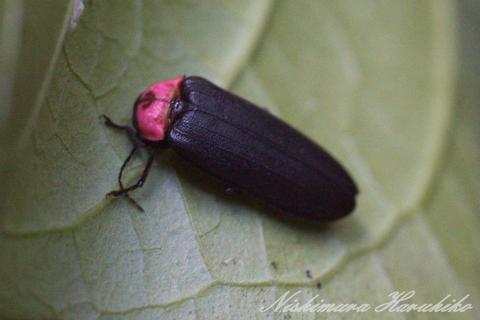 IMG_3628.jpg