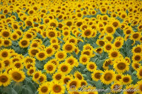 IMG_4178.jpg