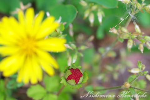 IMG_5221.jpg