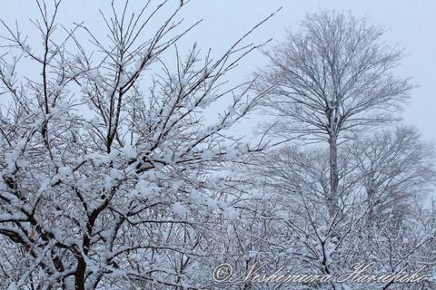 IMG_6132.jpg