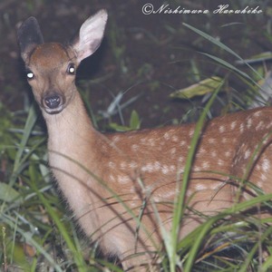IMG_7009_1.jpg