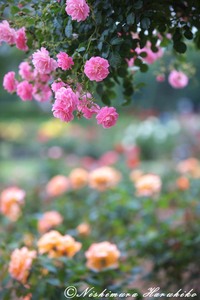 IMG_7447.jpg