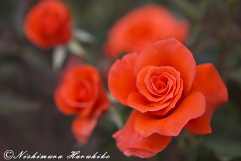 IMG_7798.jpg