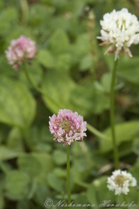 IMG_7994.jpg