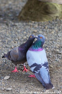 IMG_9225.jpg