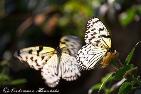 IMG_9244.jpg