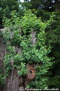 IMG_9265.jpg
