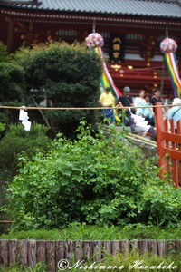 IMG_9268.jpg