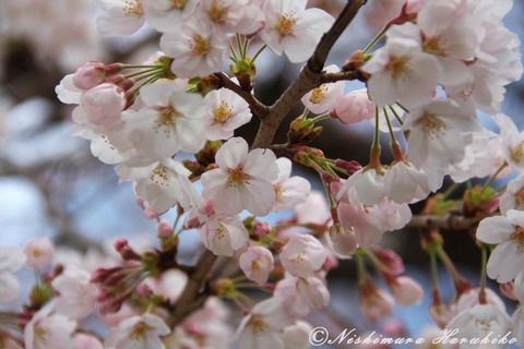 IMG_9957.jpg
