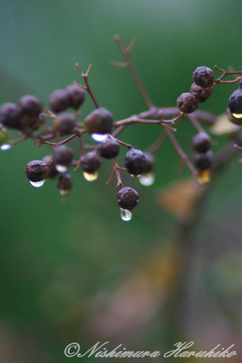P1090201.jpg